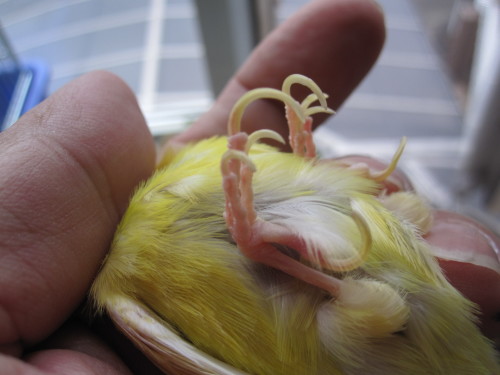 ナンヨウセイコウ鳥産卵 ホワイトコキン