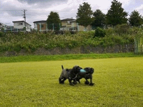 f0326925_22315425.gif