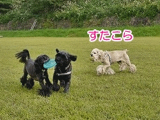 f0326925_22315442.gif