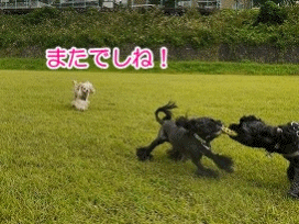 f0326925_22315472.gif