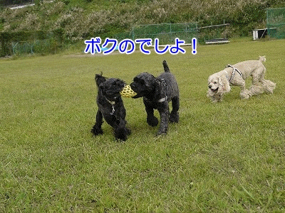 f0326925_22315556.gif