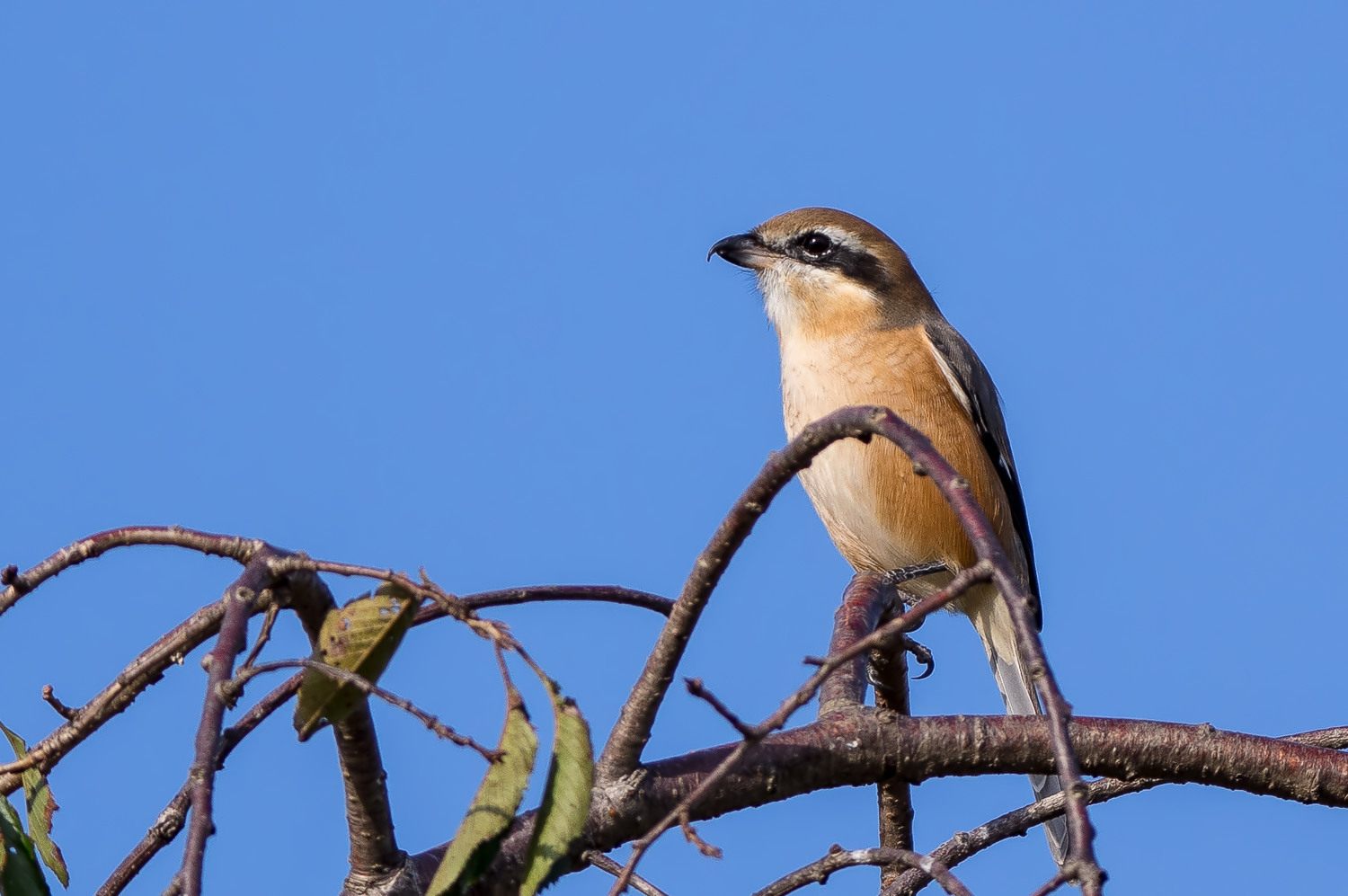 チョウゲンボウ　モズより弱かった．．．_d0292540_20141260.jpg