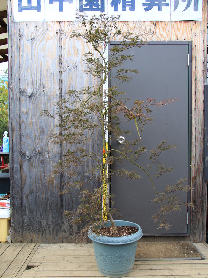 ベニシダレモミジ 紅枝垂れ紅葉 販売 価格 値段 画像 写真 庭木 安行 植木 シンボルツリー 田中園 Shop Tanakaen Jp Web Magazine ベニシダレモミジ 紅枝垂れ紅葉 販売 価格 値段 画像 写真 庭木 安行 植木 シンボルツリー 田中園 Shop Tanakaen Jp Web Magazine