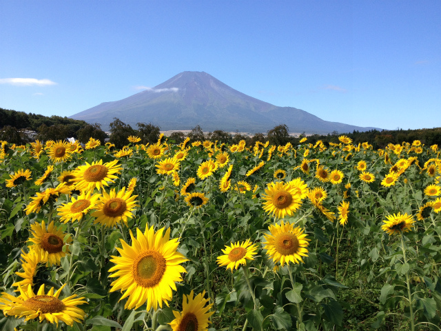 遅まきひまわり_b0070657_16212607.jpg