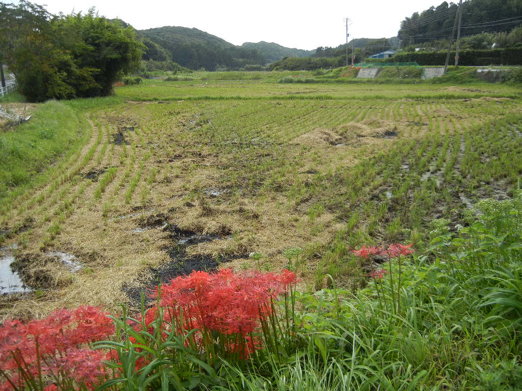 ’14,9,27(土)畳替えと田舎道!_f0060461_15181019.jpg