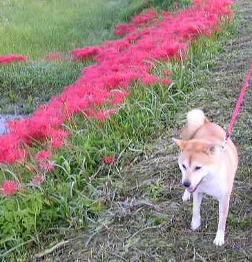 ’14,9,27(土)畳替えと田舎道!_f0060461_15264912.jpg