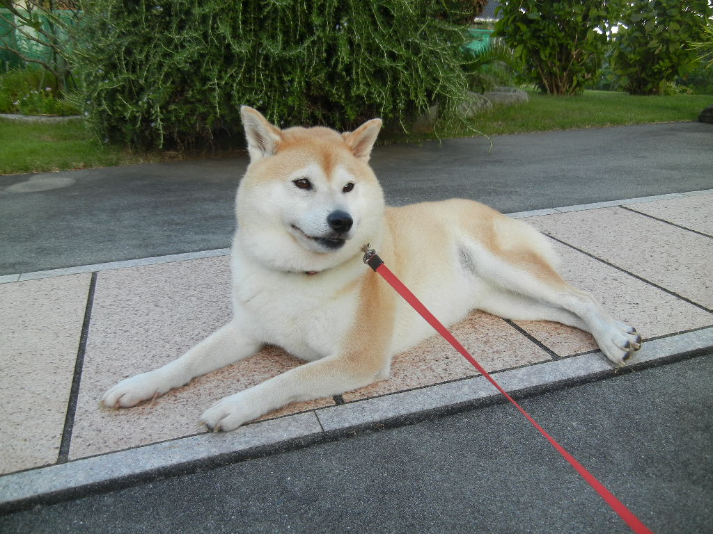 ’14,9,27(土)畳替えと田舎道!_f0060461_163279.jpg