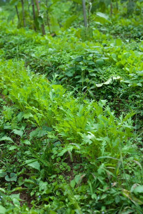 畑の秋_d0231263_054474.jpg