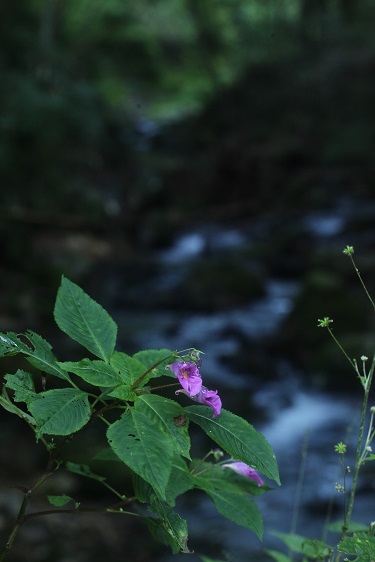 e0304170_1723225.jpg