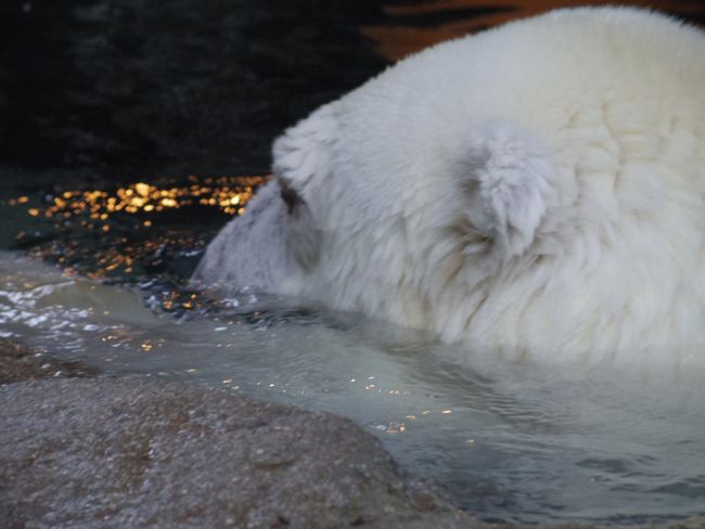 とべ動物園　ピース_b0014576_06352465.jpg