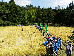 稲刈り体験(月光原小・西根小)_d0247484_13545418.jpg