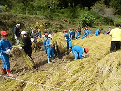 稲刈り体験(月光原小・西根小)_d0247484_1357988.jpg