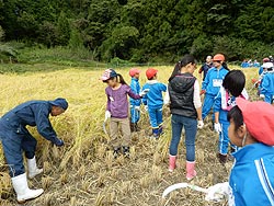 稲刈り体験(月光原小・西根小)_d0247484_13585570.jpg