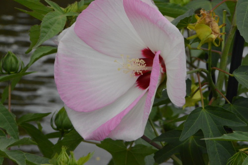 京都府立植物園_b0329186_08581287.jpg