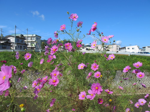 風に揺らぐ花・コスモスを愛でる、掘立川堤防（２）　２０１４．９．２６_c0075701_6542622.jpg