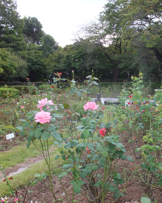 馬のいる風景・秋_c0204801_051357.gif