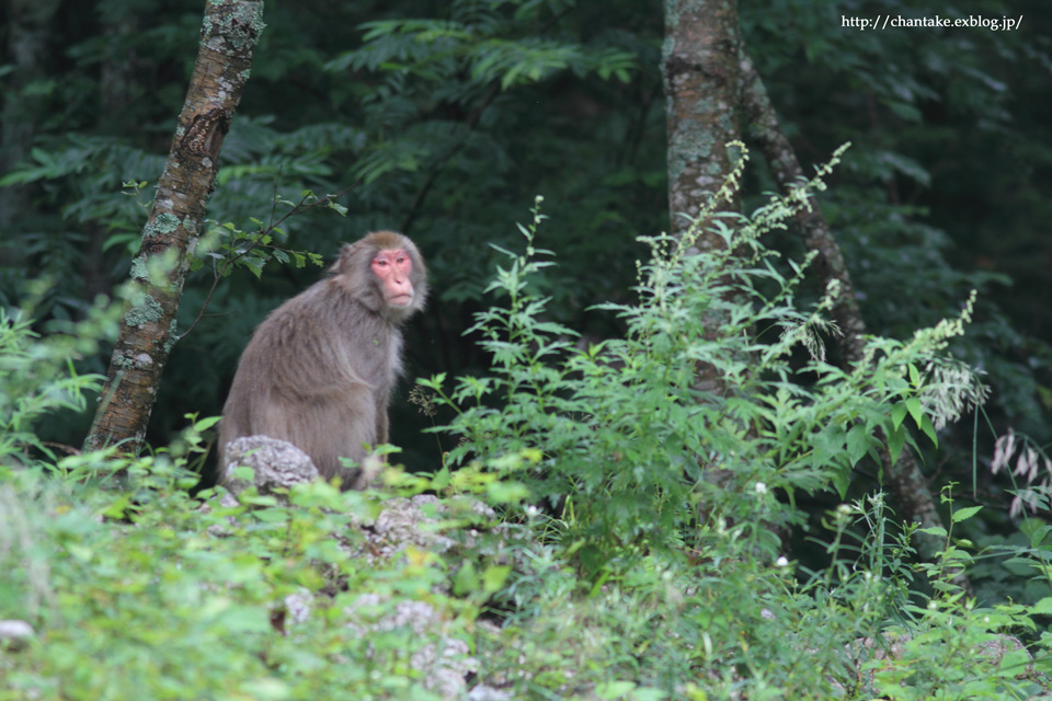 上高地　2014　その３（明神、徳沢、横尾）_c0189013_553345.jpg