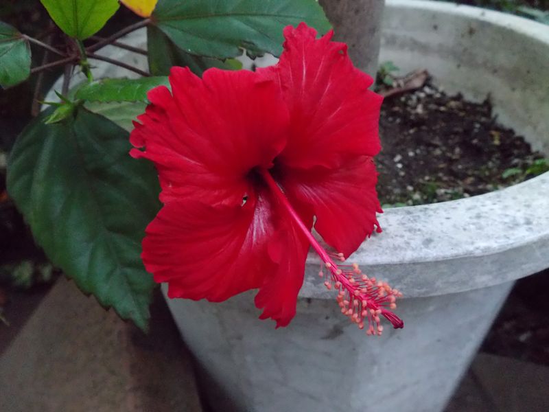 秋の赤、朱、紅、緋_c0025115_21040381.jpg