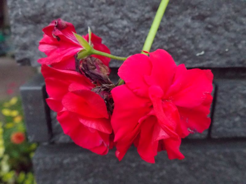 秋の赤、朱、紅、緋_c0025115_21063622.jpg