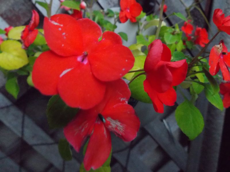 秋の赤、朱、紅、緋_c0025115_21072231.jpg