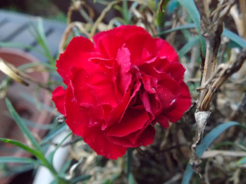 秋の赤、朱、紅、緋_c0025115_21074744.jpg