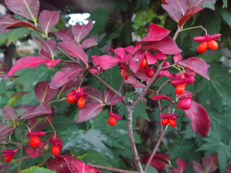 秋の赤、朱、紅、緋_c0025115_21104732.jpg