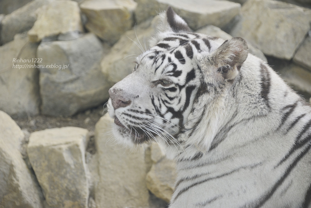 2014.9.27 姫路セントラルパーク☆ホワイトタイガーのハルカ【White tiger】_f0250322_2135621.jpg