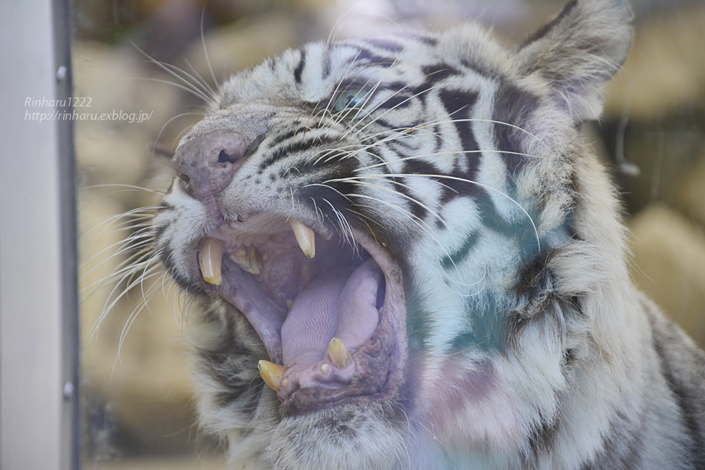 14 9 27 姫路セントラルパーク ホワイトタイガーのハルカ White Tiger 青空に浮かぶ月を眺めながら