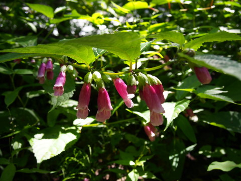 b0147224_2344549.jpg