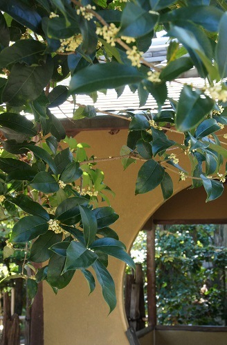 芙蓉 ~法輪寺(京都)~_c0235725_23151315.jpg