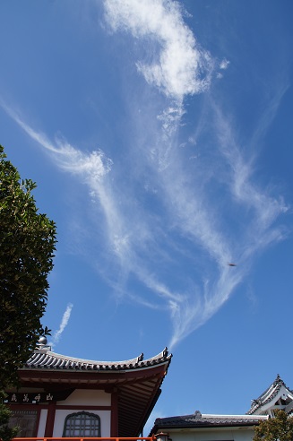 芙蓉 ~法輪寺(京都)~_c0235725_23174352.jpg