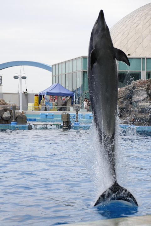 Port of Nagoya Public Aquarium　【September 2014】_f0253927_19115141.jpg