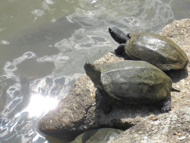 浄瑠璃寺から当尾の石仏巡り （京都・木津川）_f0231831_16271295.jpg