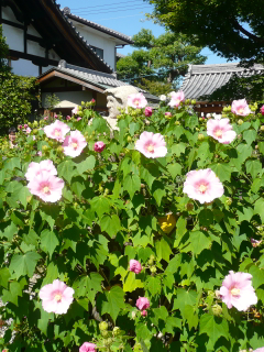 だるま寺　法輪寺_b0325640_1314139.jpg