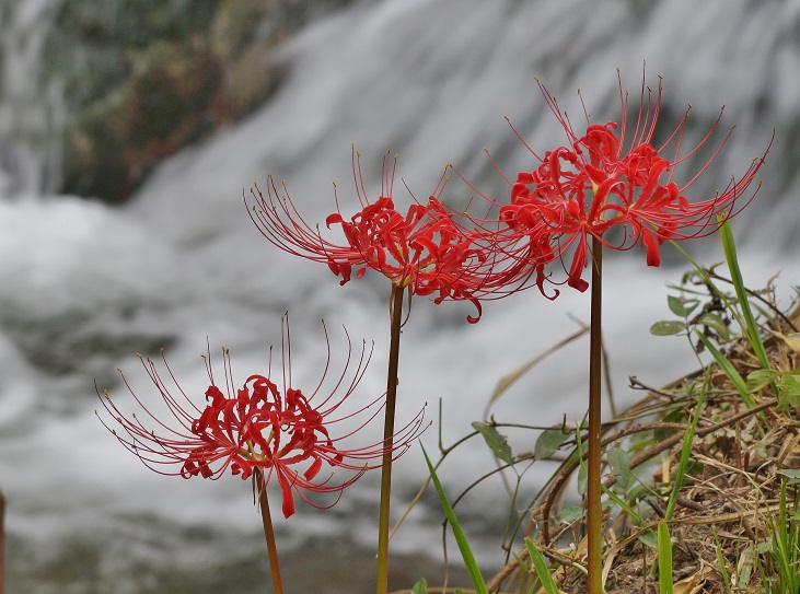 飛鳥川(明日香川）のほとりの彼岸花　＠明日香村・稲渕_b0063958_4233428.jpg