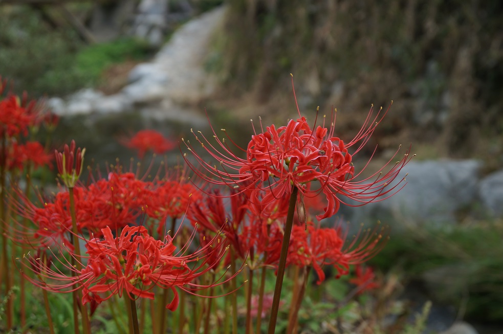 飛鳥川(明日香川）のほとりの彼岸花　＠明日香村・稲渕_b0063958_4252535.jpg