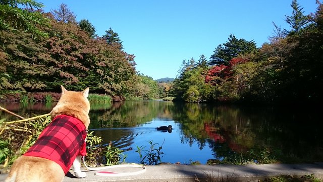 お天気最高の週末♪_b0274270_1138168.jpg