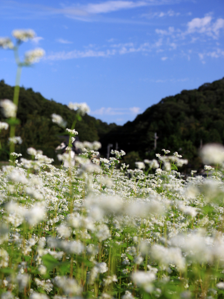 そば畑　　　　三田市_e0168675_20093422.jpg