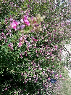 c0189683_135330100.jpg