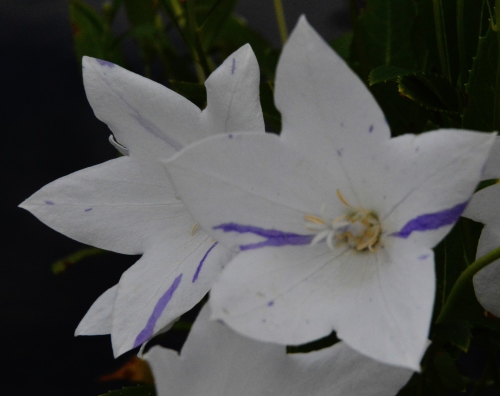 京都府立植物園の花_b0329186_09175835.jpg