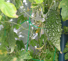 f0234590_10122047.png