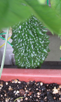f0234590_10123218.png