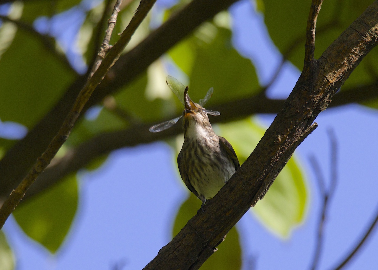 キビタキに会えた！・東京都の公園・ 2014.9.28_c0336400_09012911.jpeg