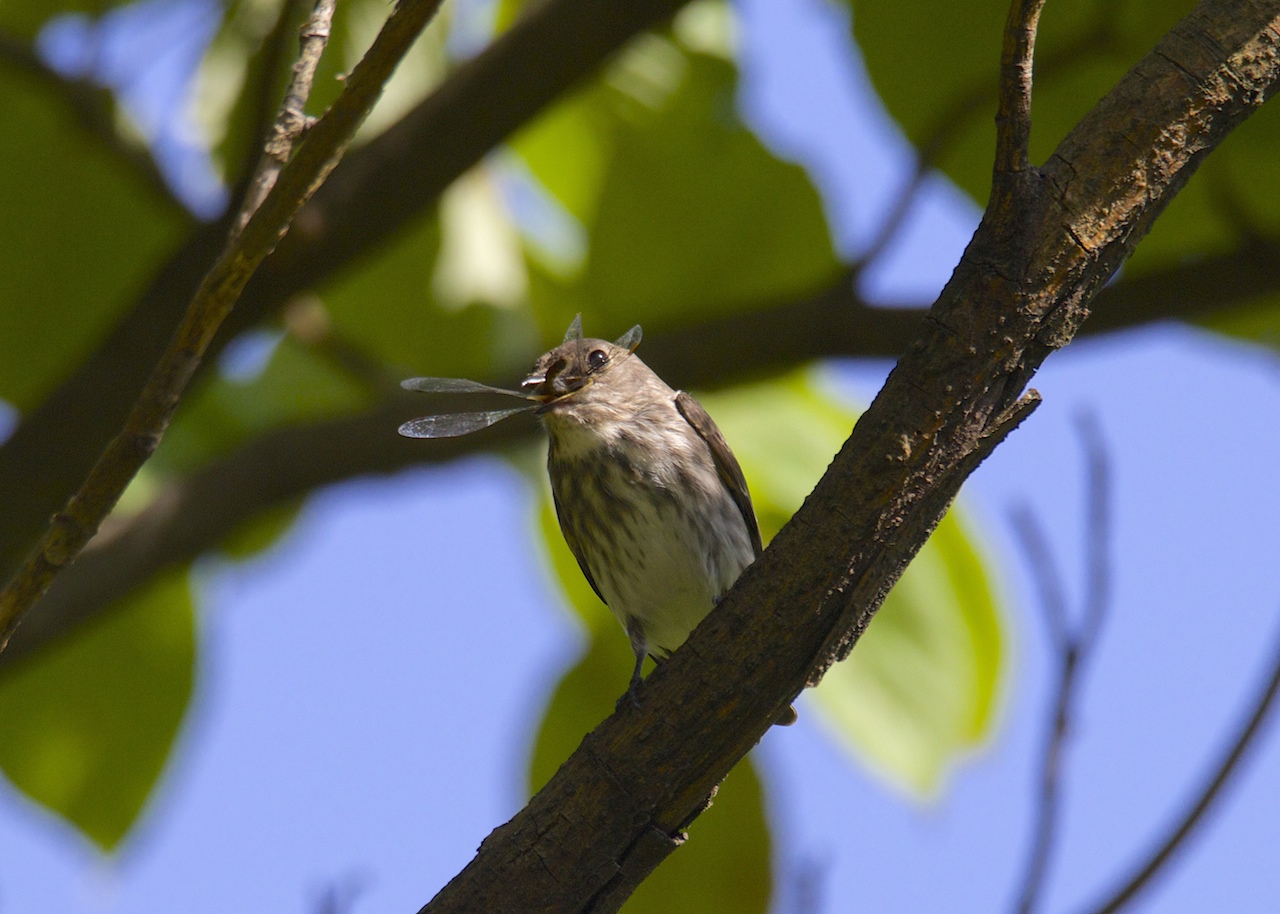 キビタキに会えた！・東京都の公園・ 2014.9.28_c0336400_09013366.jpeg