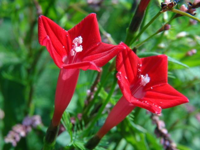 ルコウソウ（縷紅草）と隅田の花火…2014/9/29_f0231709_16402651.jpg