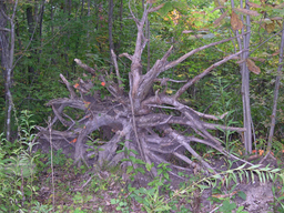 c0173813_21361996.png