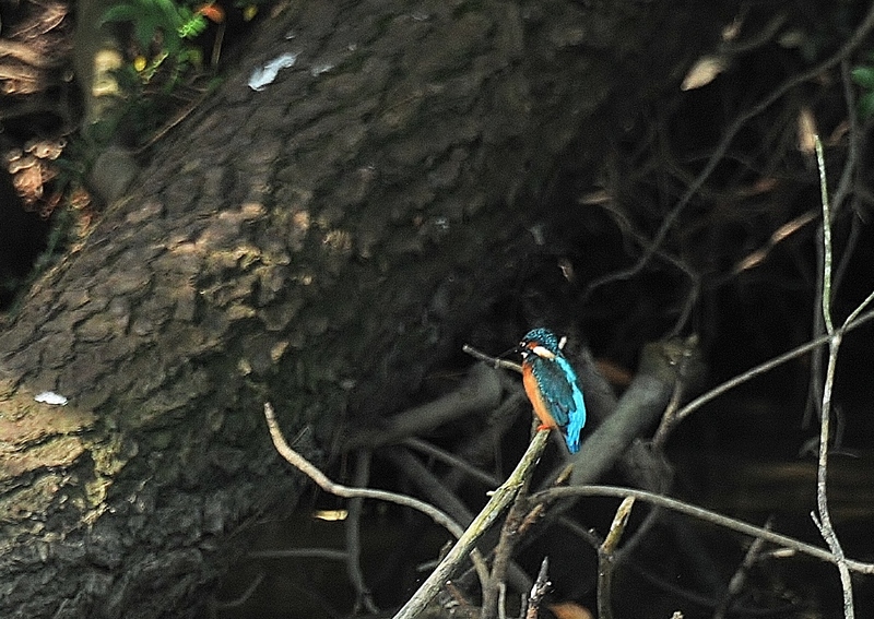 f0184314_17304329.jpg