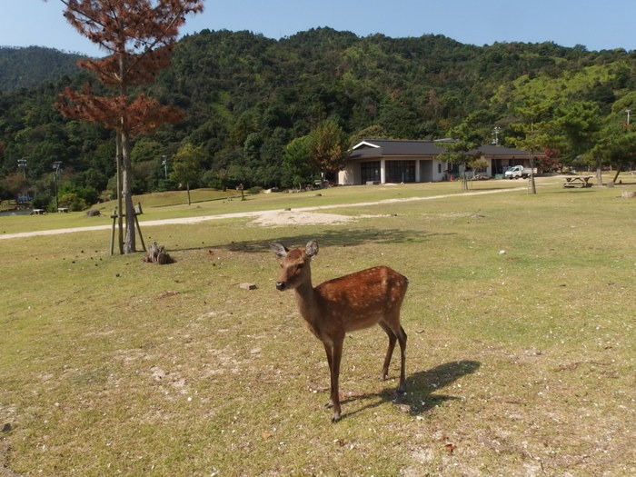 宮島沖で釣り♪_c0116915_0103889.jpg