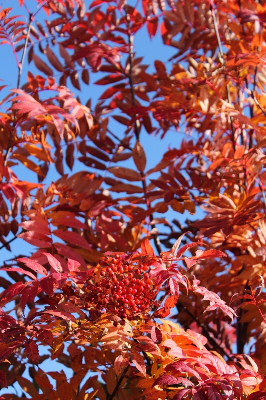 龍王岳_b0132338_21501396.jpg
