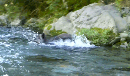 a0056140_17134727.gif